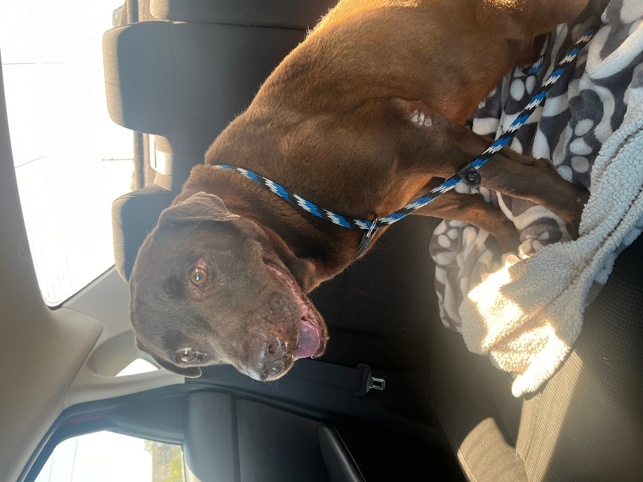 Aries, Adult Male Labrador Retriever