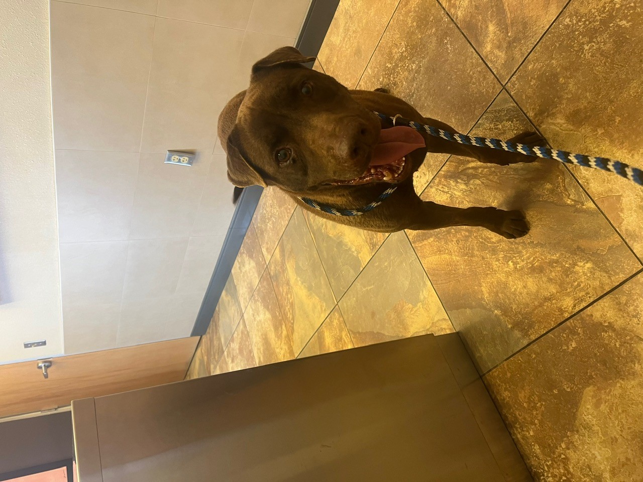 Enlarge Aries, a Adoptable mixed breed in El Paso, TX image 2/4