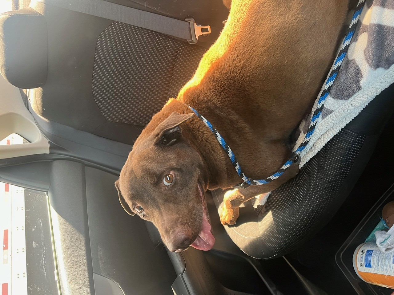 Enlarge Aries, a Adoptable mixed breed in El Paso, TX image 3/4