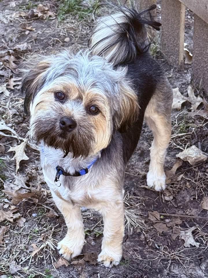 Tuffy, Adopted, Young Male Shih Tzu & Chihuahua.