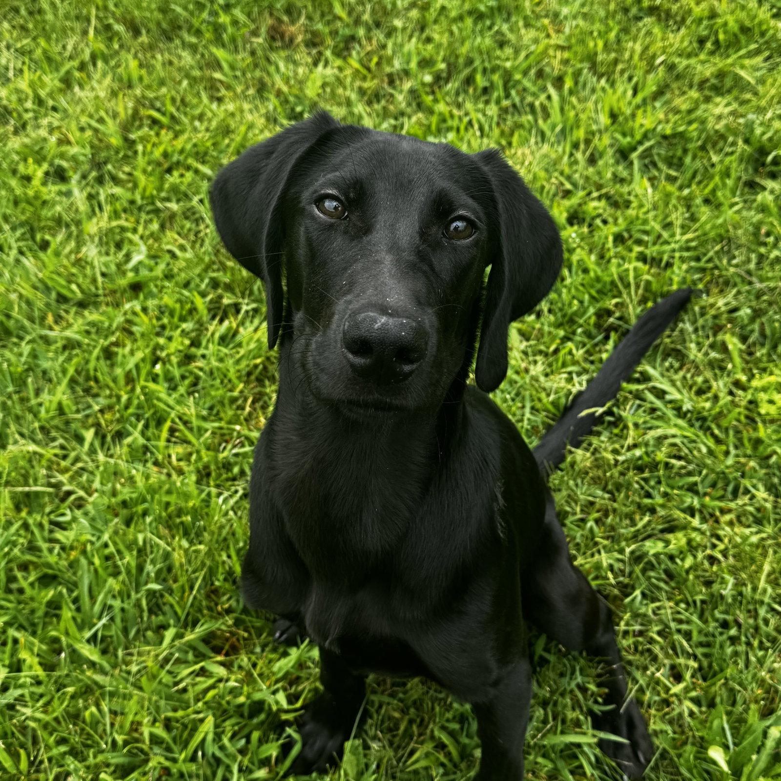 Jinx, Adoptable, Young Male Labrador Retriever.