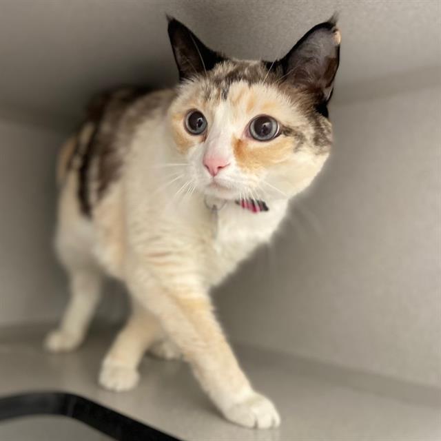 Enlarge PRECIOUS, a Adoptable Domestic Short Hair in Aurora, CO image 1/1