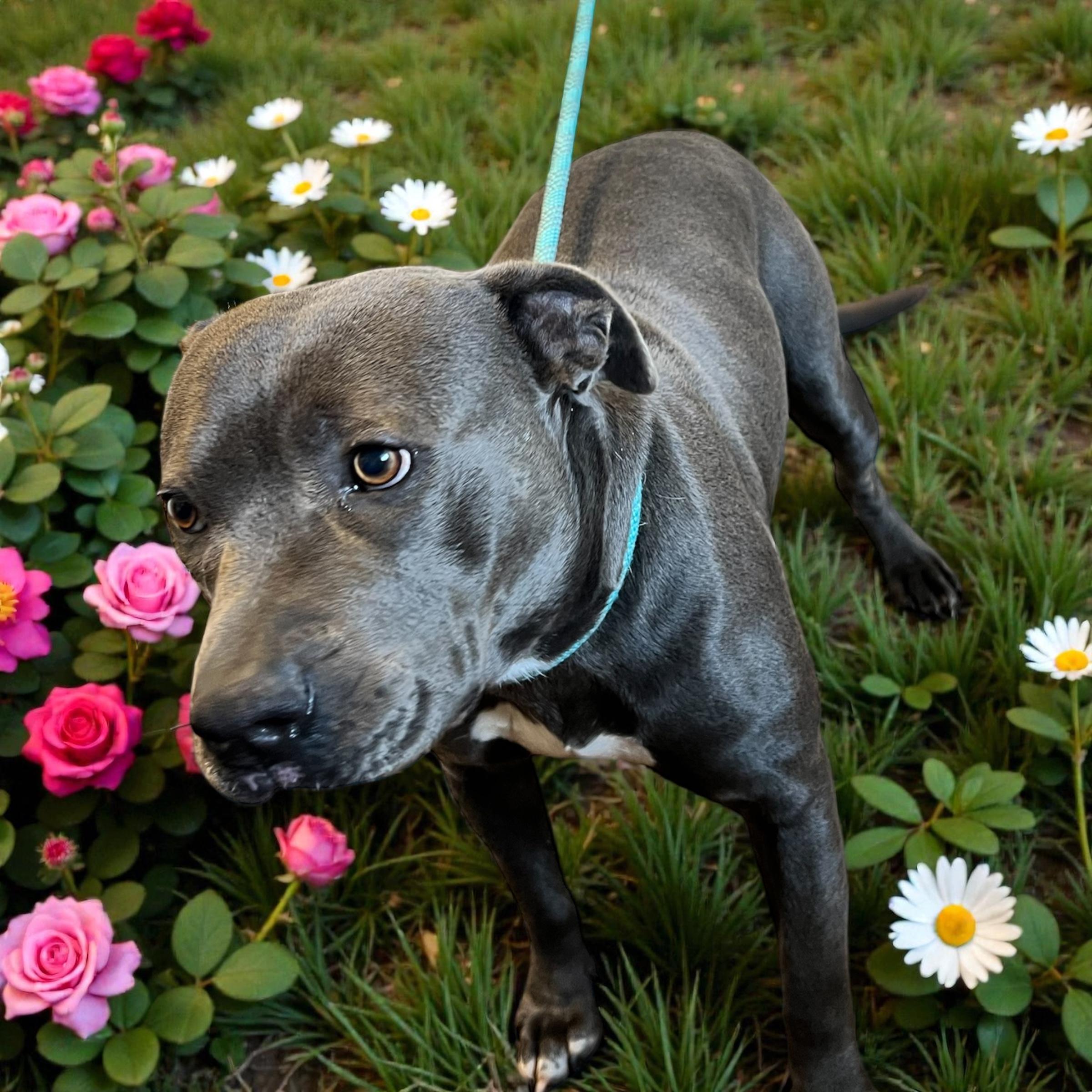 Tanya, a ADOPTABLE mixed breed in Horn Lake, MS image 3/6