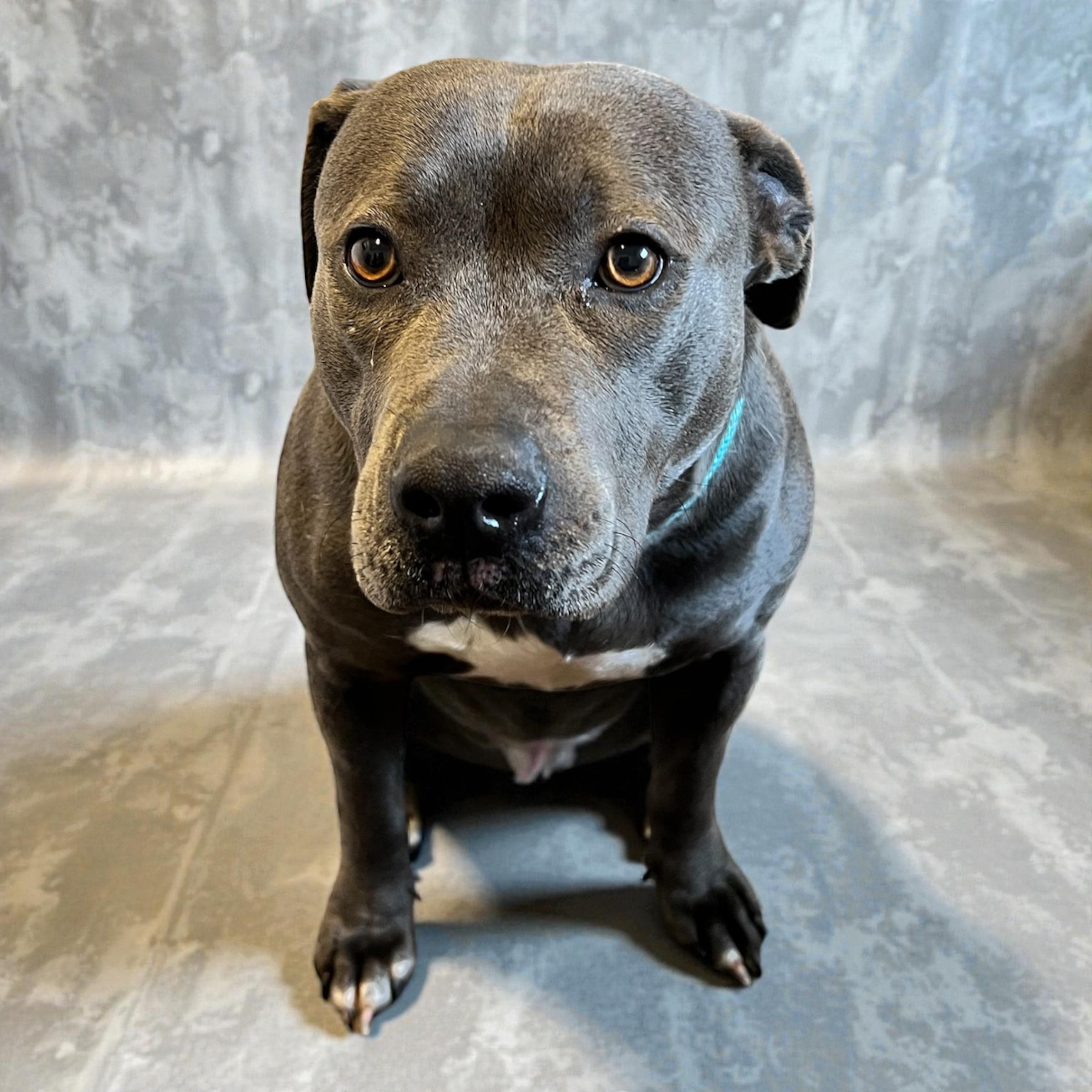 Tanya, a ADOPTABLE mixed breed in Horn Lake, MS image 2/6