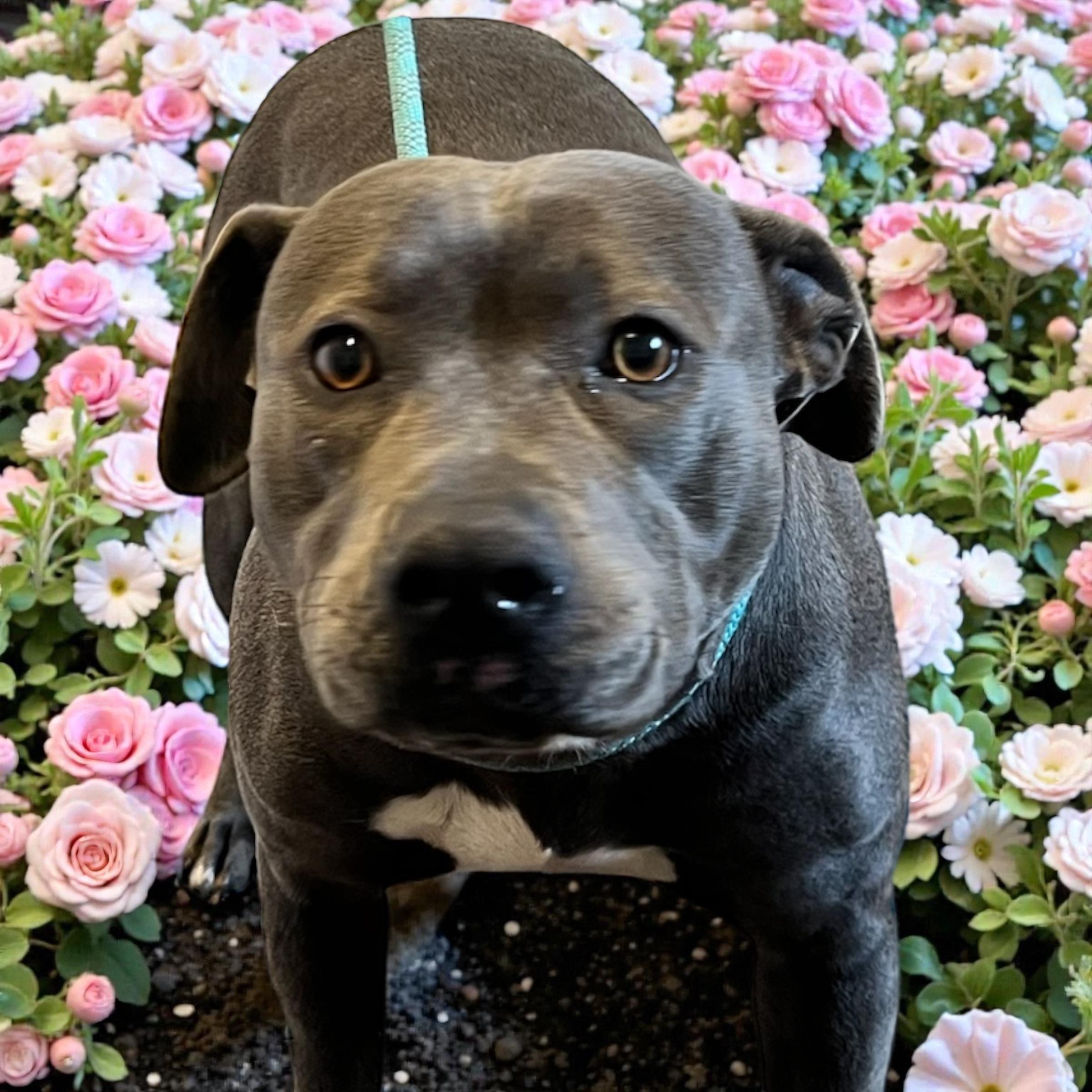 Tanya, a ADOPTABLE mixed breed in Horn Lake, MS image 1/6