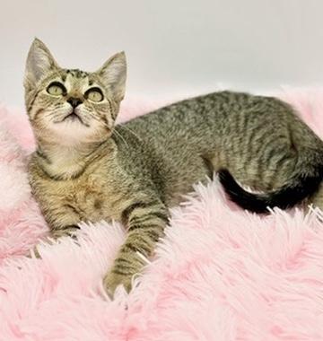 Enlarge Sinker, a Adoptable Domestic Short Hair in Covington, LA image 6/6
