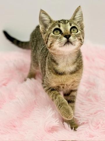 Enlarge Sinker, a Adoptable Domestic Short Hair in Covington, LA image 2/6