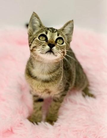 Enlarge Sinker, a Adoptable Domestic Short Hair in Covington, LA image 5/6
