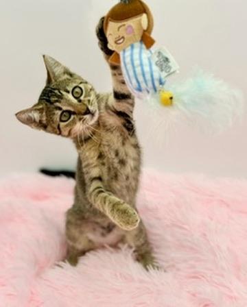 Enlarge Sinker, a Adoptable Domestic Short Hair in Covington, LA image 3/6