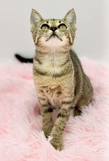 Enlarge Sinker, a Adoptable Domestic Short Hair in Covington, LA image 1/6