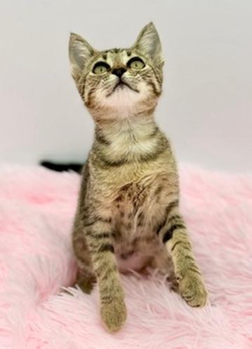 Enlarge Sinker, a Adoptable Domestic Short Hair in Covington, LA image 4/6