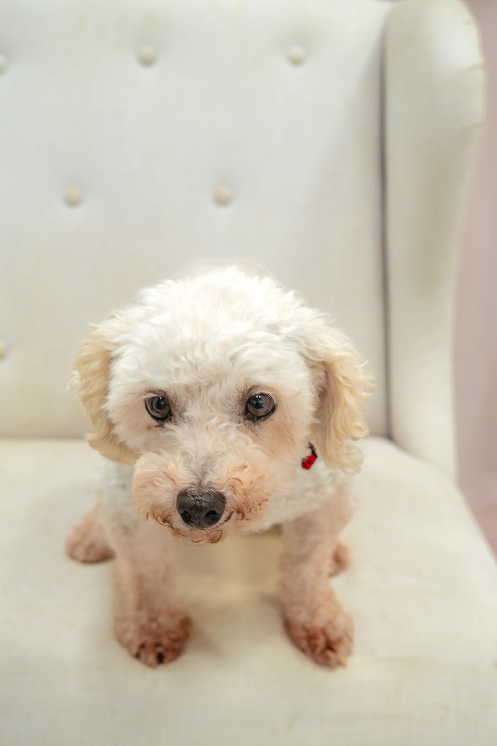 Lainey, Adoptable, Senior Female Bichon Frise.