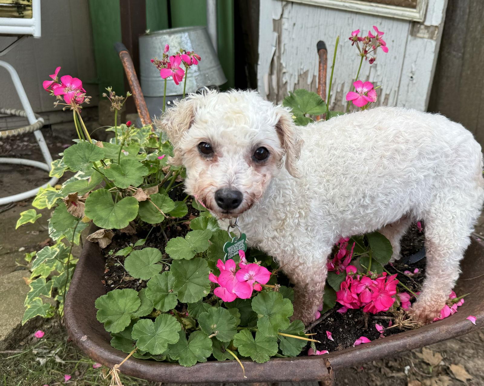Lainey, Adoptable, Senior Female Bichon Frise.