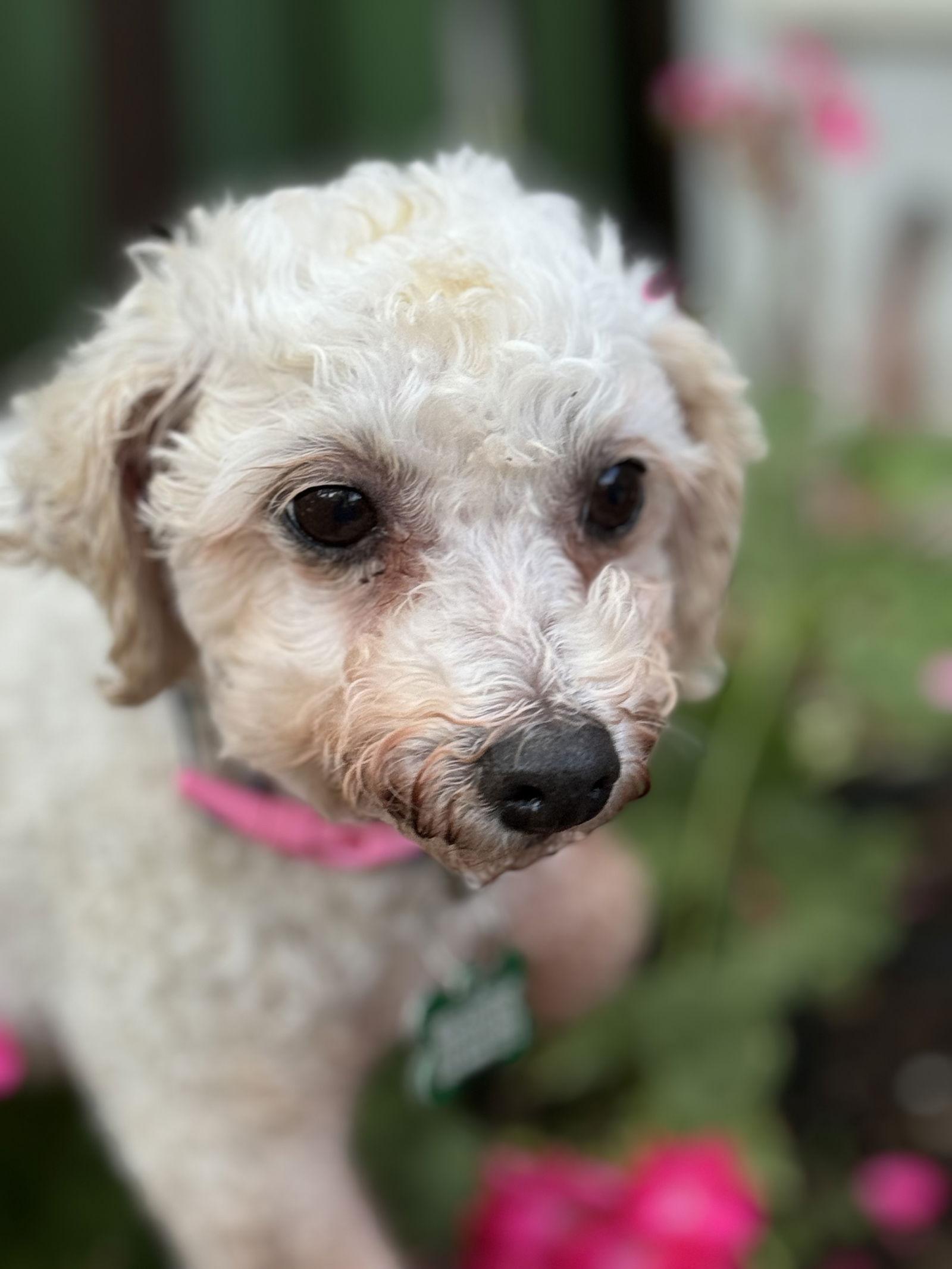 Lainey, a Adoptable Bichon Frise in Sioux Falls, SD image 2/3