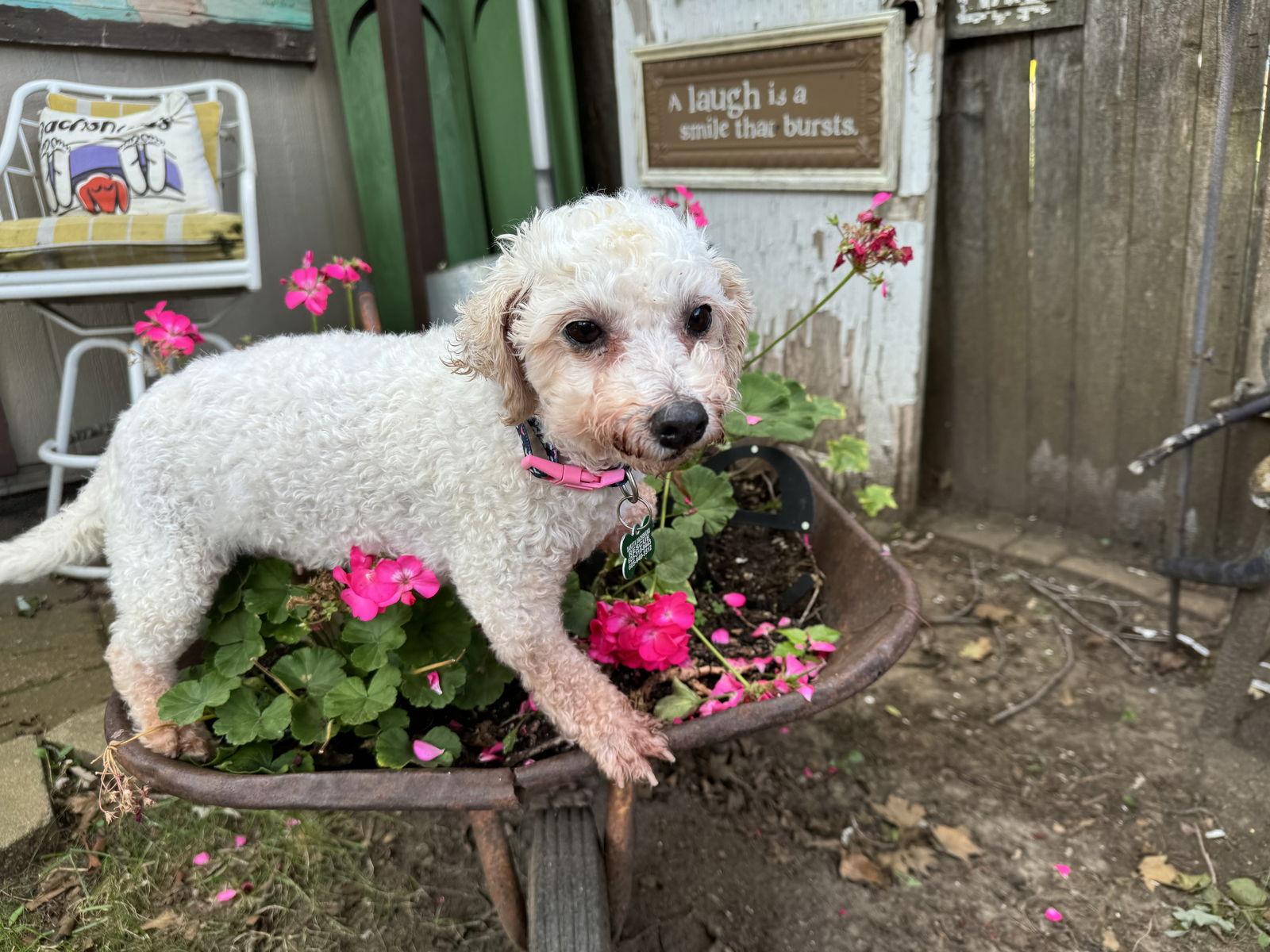 Lainey, a Adoptable Bichon Frise in Sioux Falls, SD image 3/3