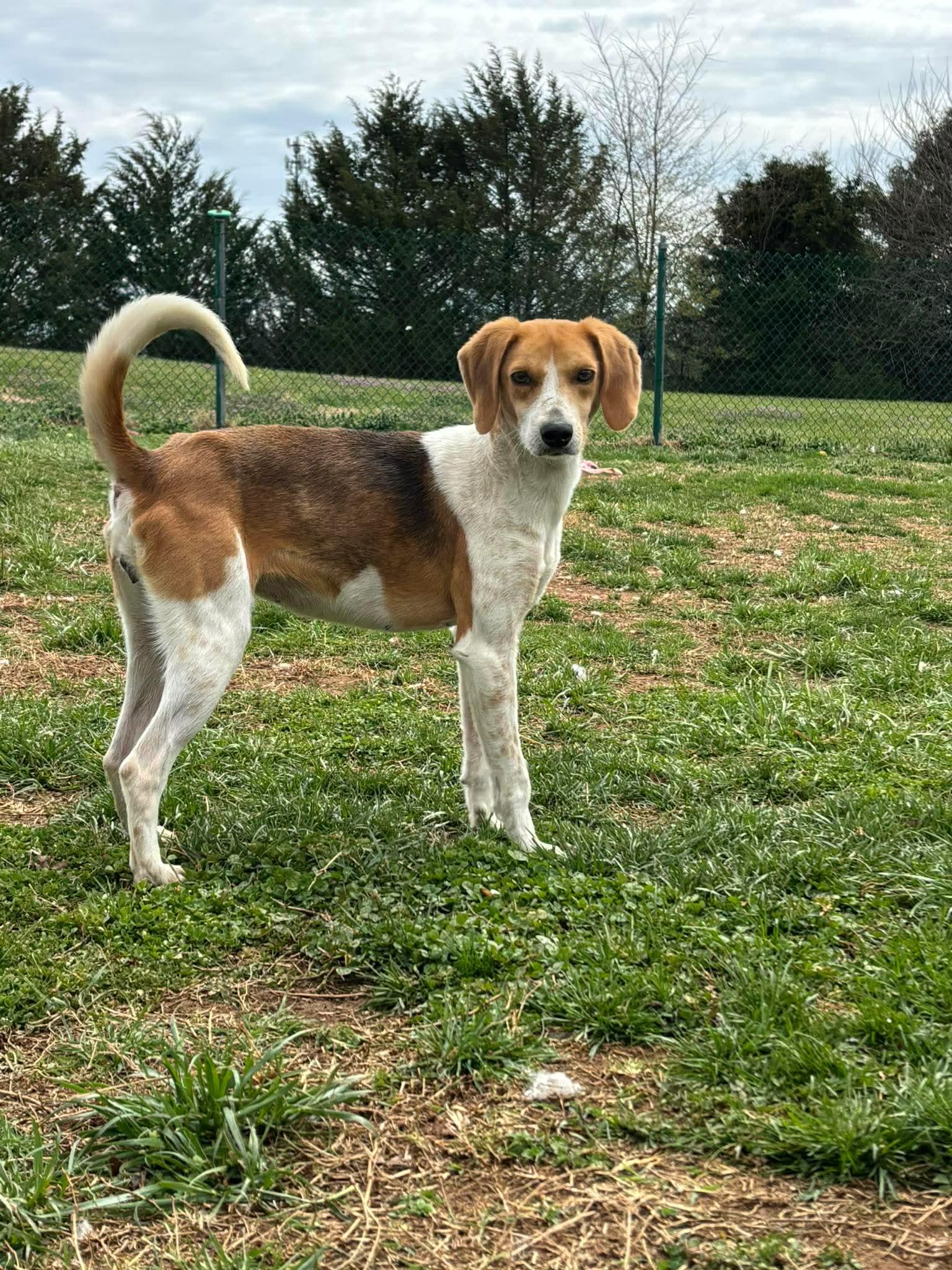 Mrs. Wigglesworth, ADOPTABLE, Adult Female Beagle & American Foxhound.