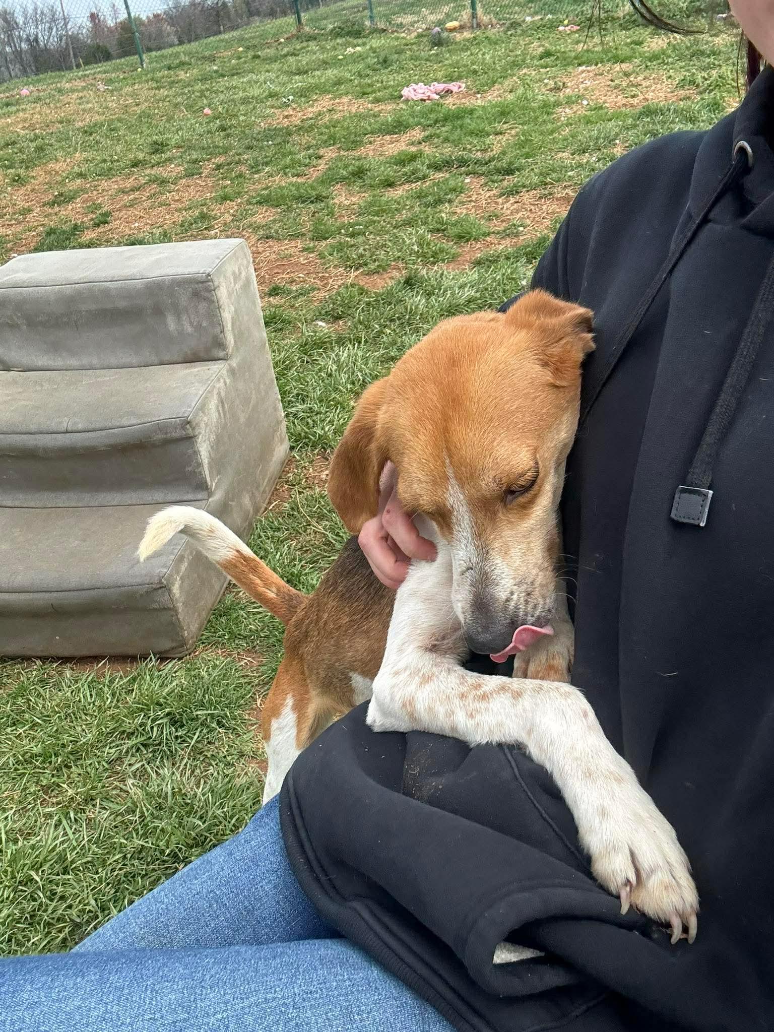 Enlarge Mrs. Wigglesworth, a ADOPTABLE mixed breed in Culpeper, VA image 2/4