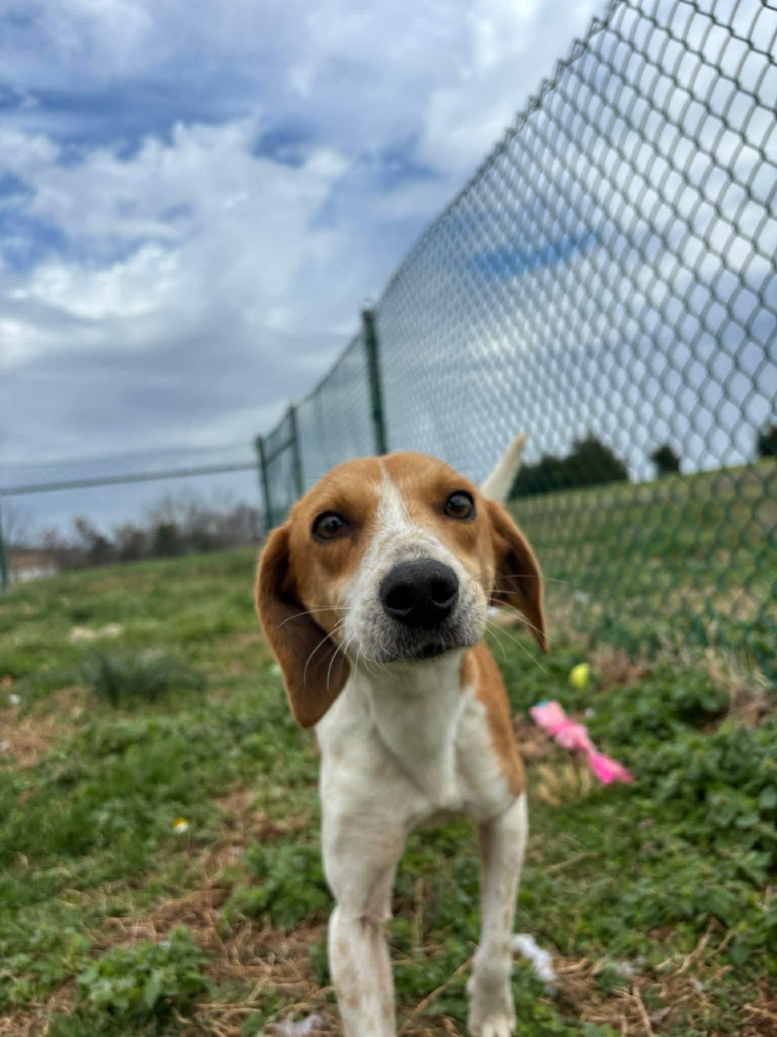 Enlarge Mrs. Wigglesworth, a ADOPTABLE mixed breed in Culpeper, VA image 4/4