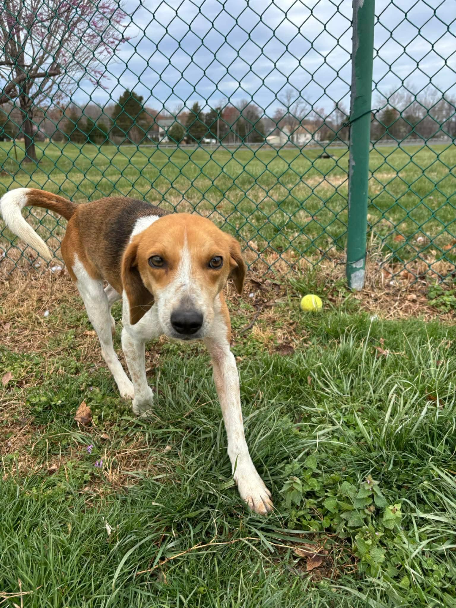 Enlarge Mrs. Wigglesworth, a ADOPTABLE mixed breed in Culpeper, VA image 3/4