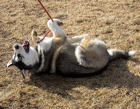 Steel, a Adopted Siberian Husky in Harvard, IL image 5/6