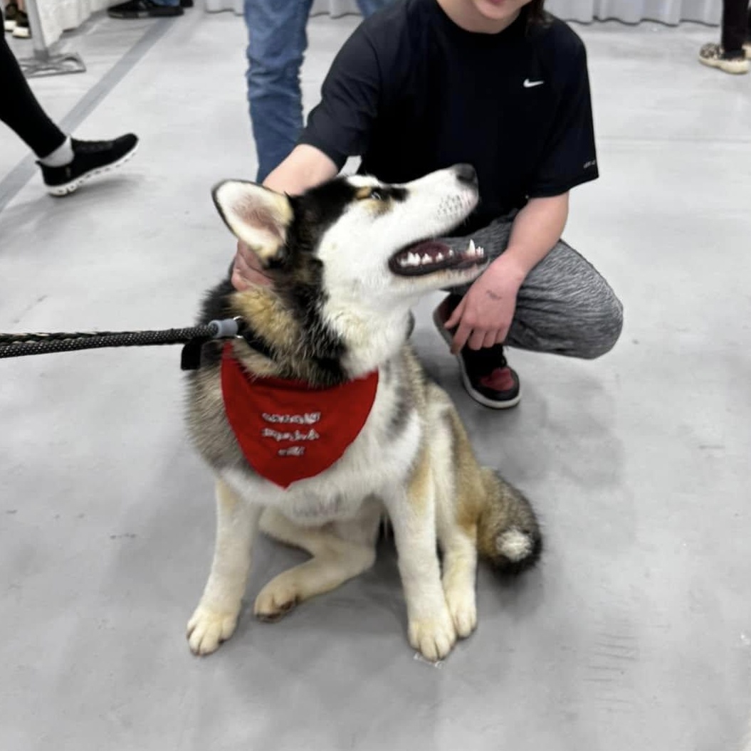 Steel, a Adopted Siberian Husky in Harvard, IL image 4/6