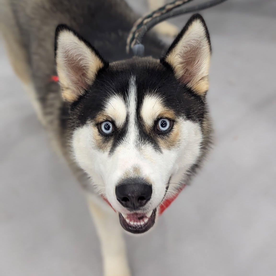 Steel, Adopted, Young Male Siberian Husky.