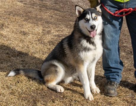 Steel, a Adopted Siberian Husky in Harvard, IL image 2/6