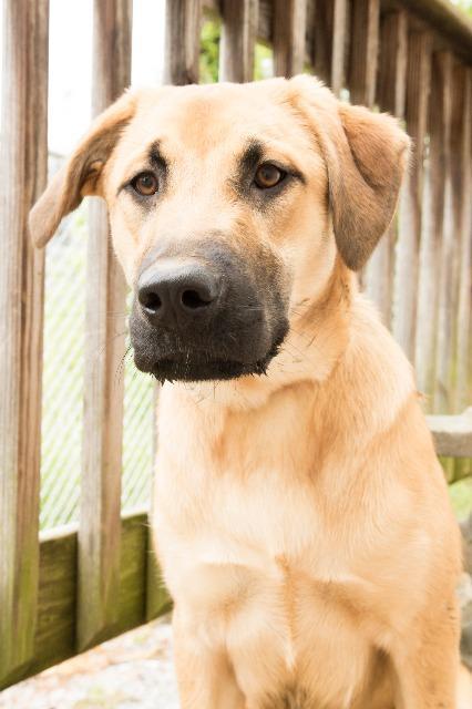 Tia, Adopted, Adult Female Labrador Retriever.