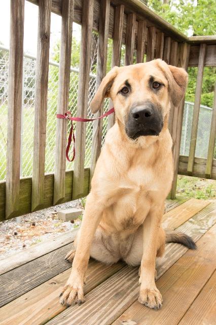 Enlarge Tia, a Adopted Labrador Retriever in Murray, KY image 2/6