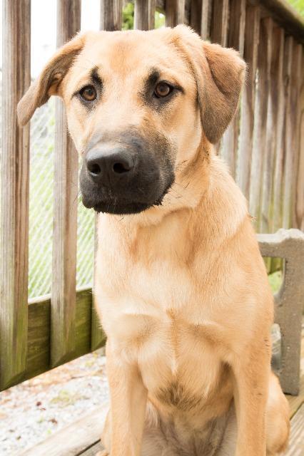 Enlarge Tia, a Adopted Labrador Retriever in Murray, KY image 3/6