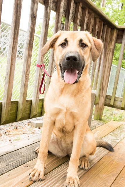 Enlarge Tia, a Adopted Labrador Retriever in Murray, KY image 4/6