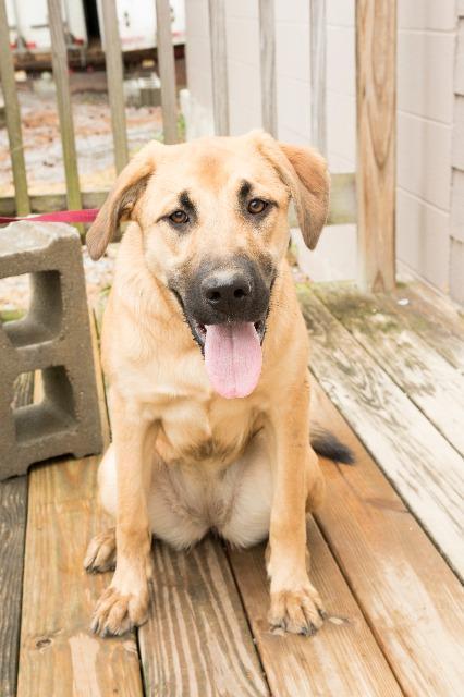 Enlarge Tia, a Adopted Labrador Retriever in Murray, KY image 5/6