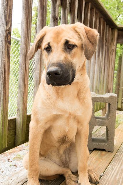 Enlarge Tia, a Adopted Labrador Retriever in Murray, KY image 6/6