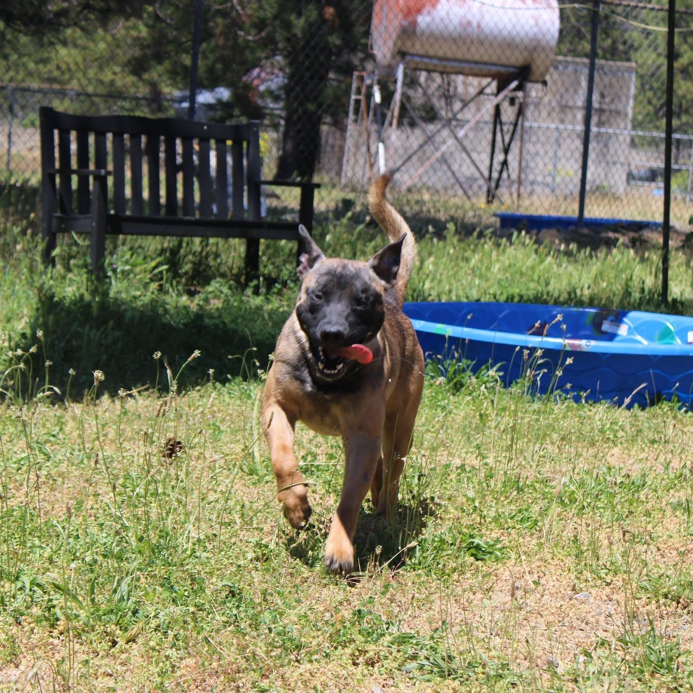 Boba, a ADOPTABLE mixed breed in Weaverville, CA image 2/6