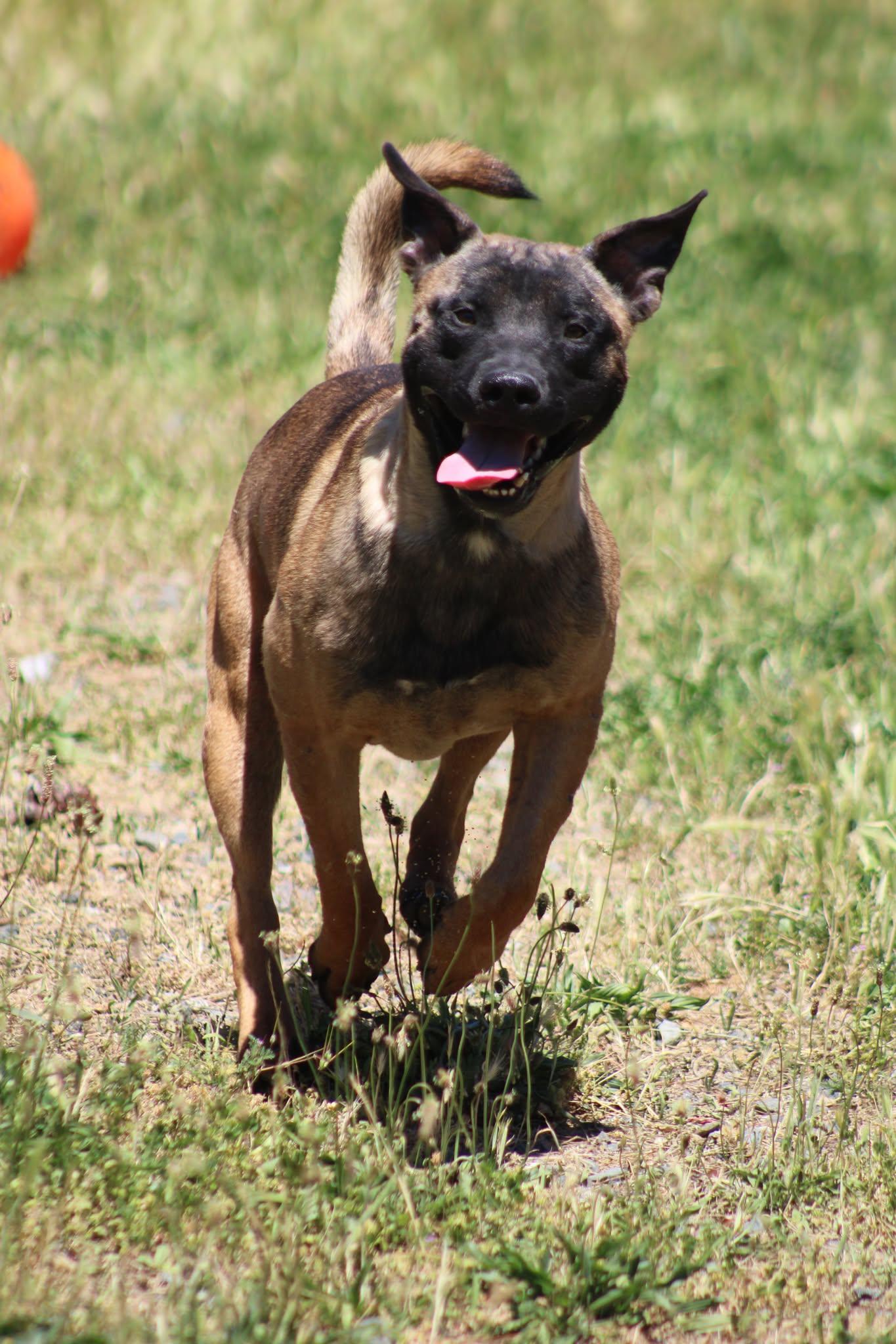 Boba, a ADOPTABLE mixed breed in Weaverville, CA image 4/6