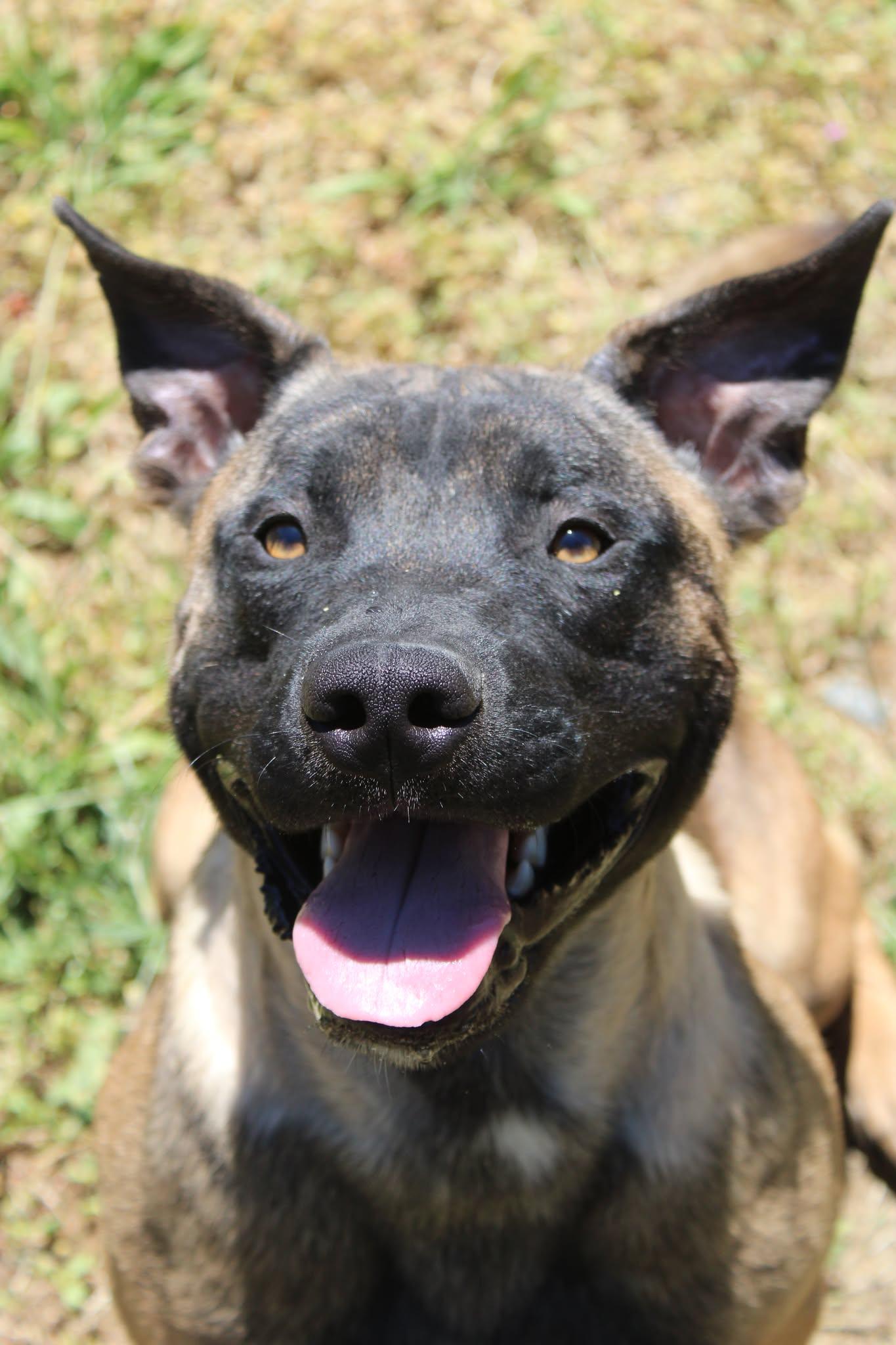 Boba, a ADOPTABLE mixed breed in Weaverville, CA image 6/6