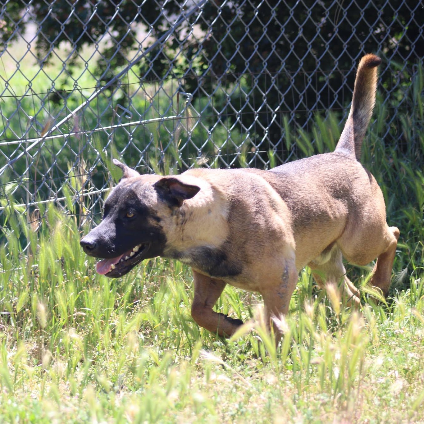 Boba, a ADOPTABLE mixed breed in Weaverville, CA image 5/6