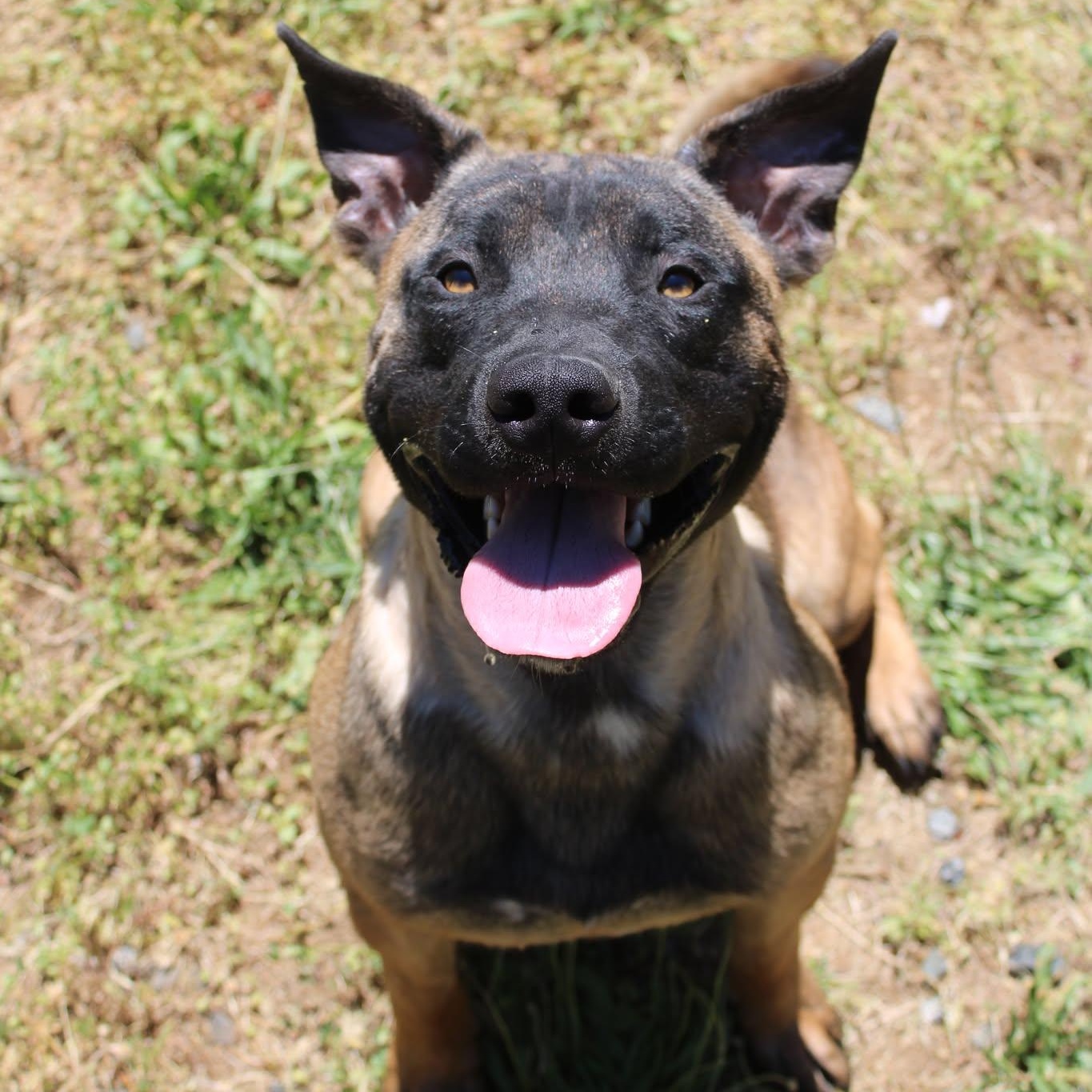 Boba, a ADOPTABLE mixed breed in Weaverville, CA image 1/6