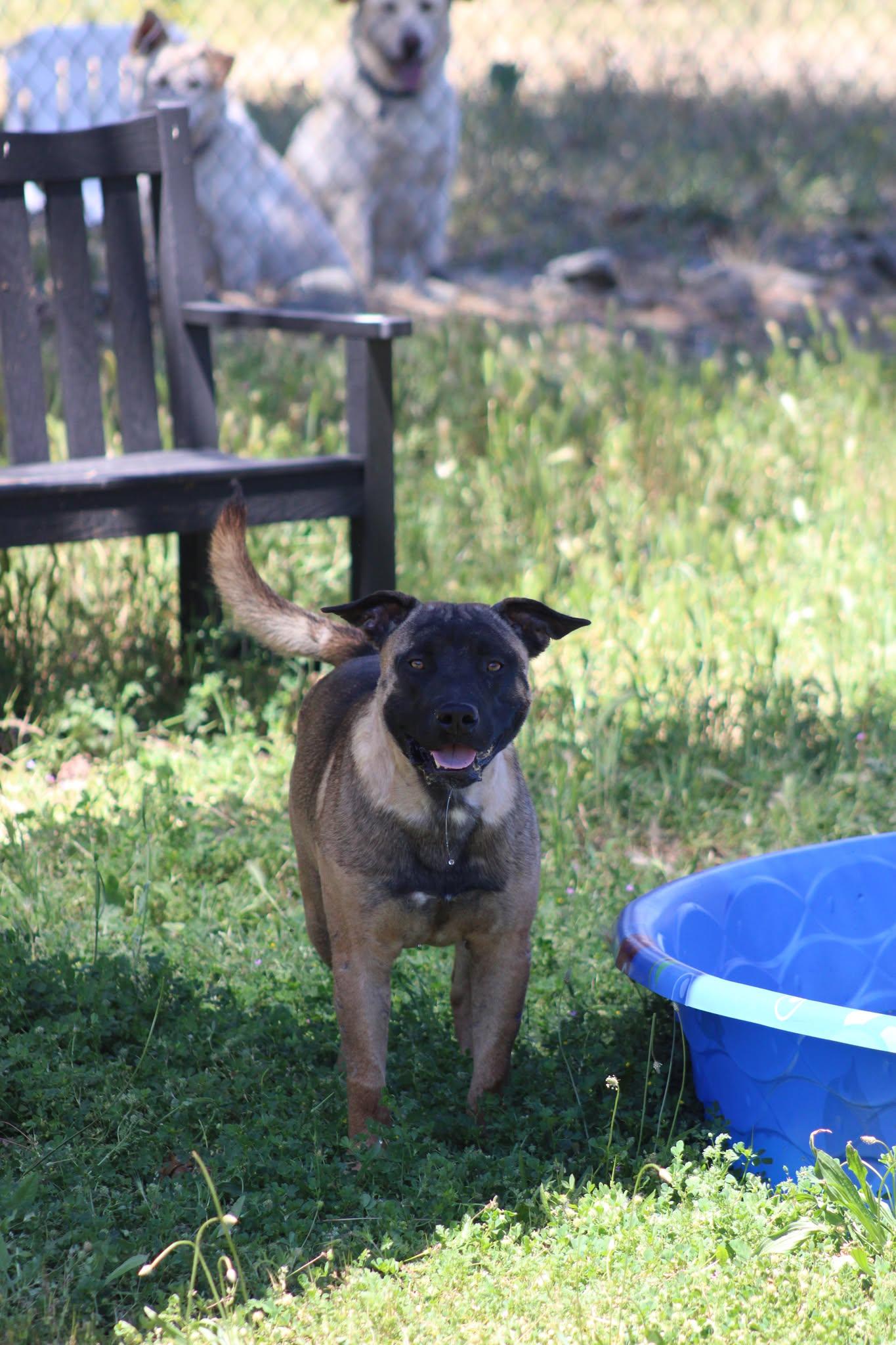 Boba, a ADOPTABLE mixed breed in Weaverville, CA image 3/6