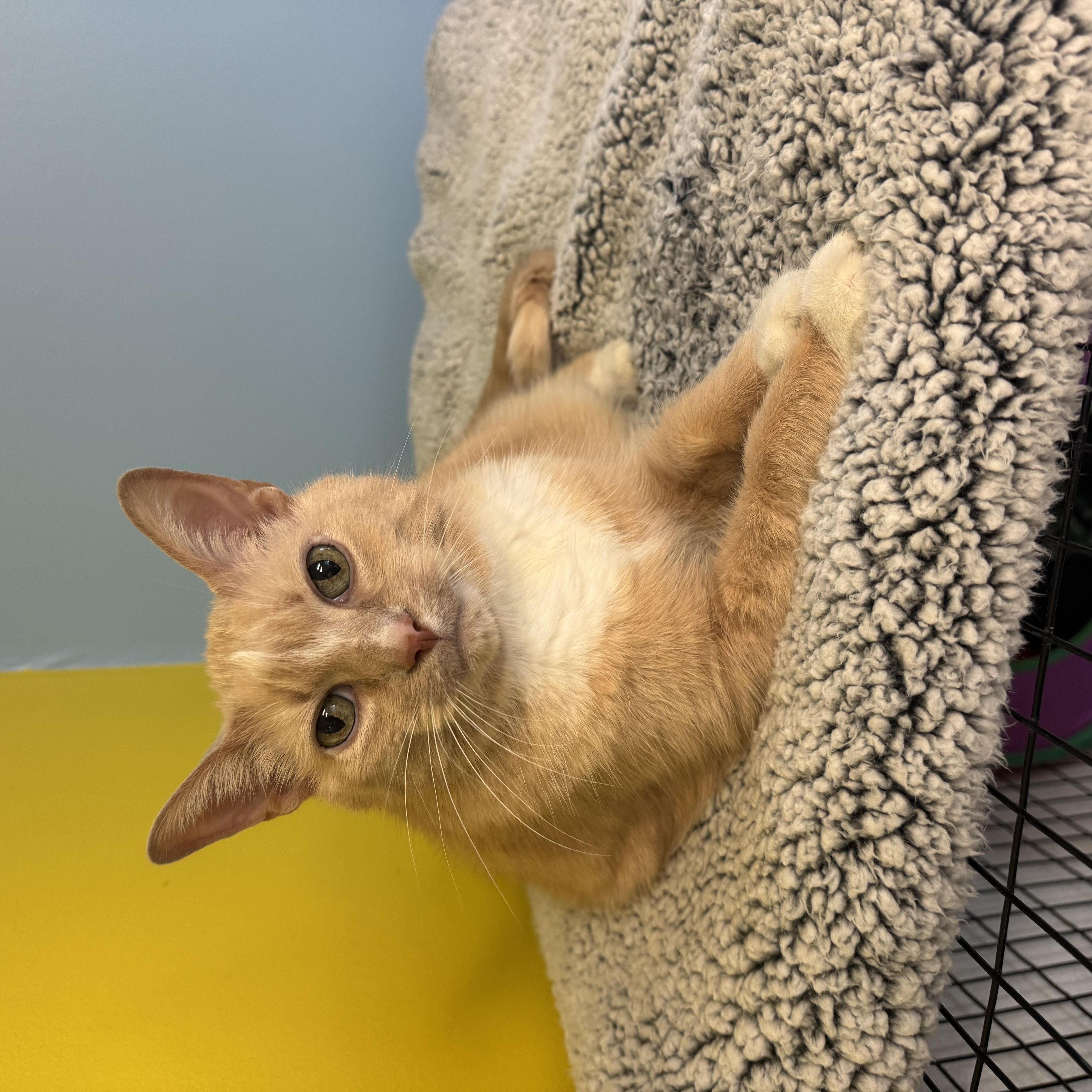 Puddy, ADOPTABLE, Senior Male Domestic Short Hair.