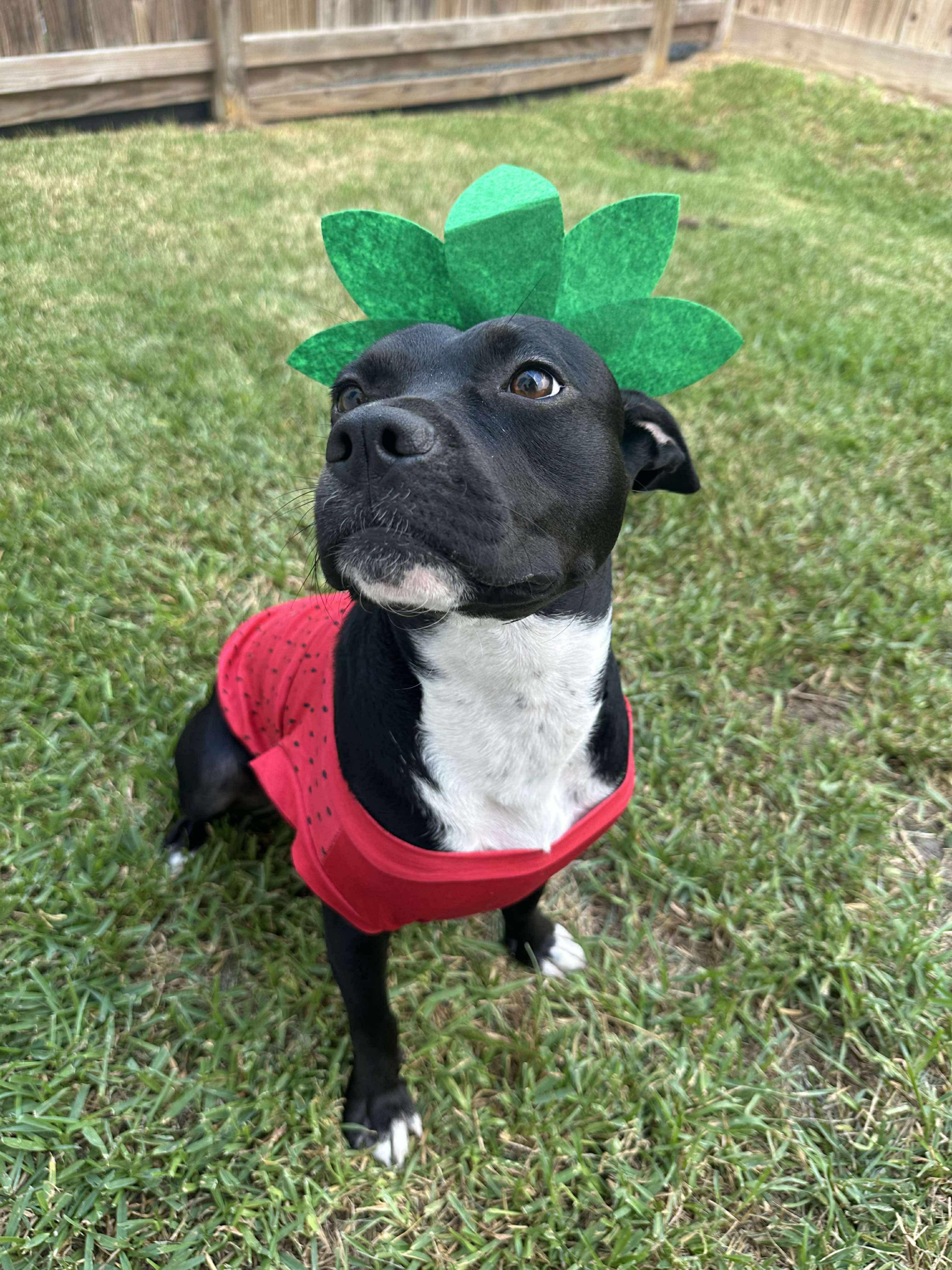 Rosie, an adopted mixed breed in Battle Creek, MI image 1/6