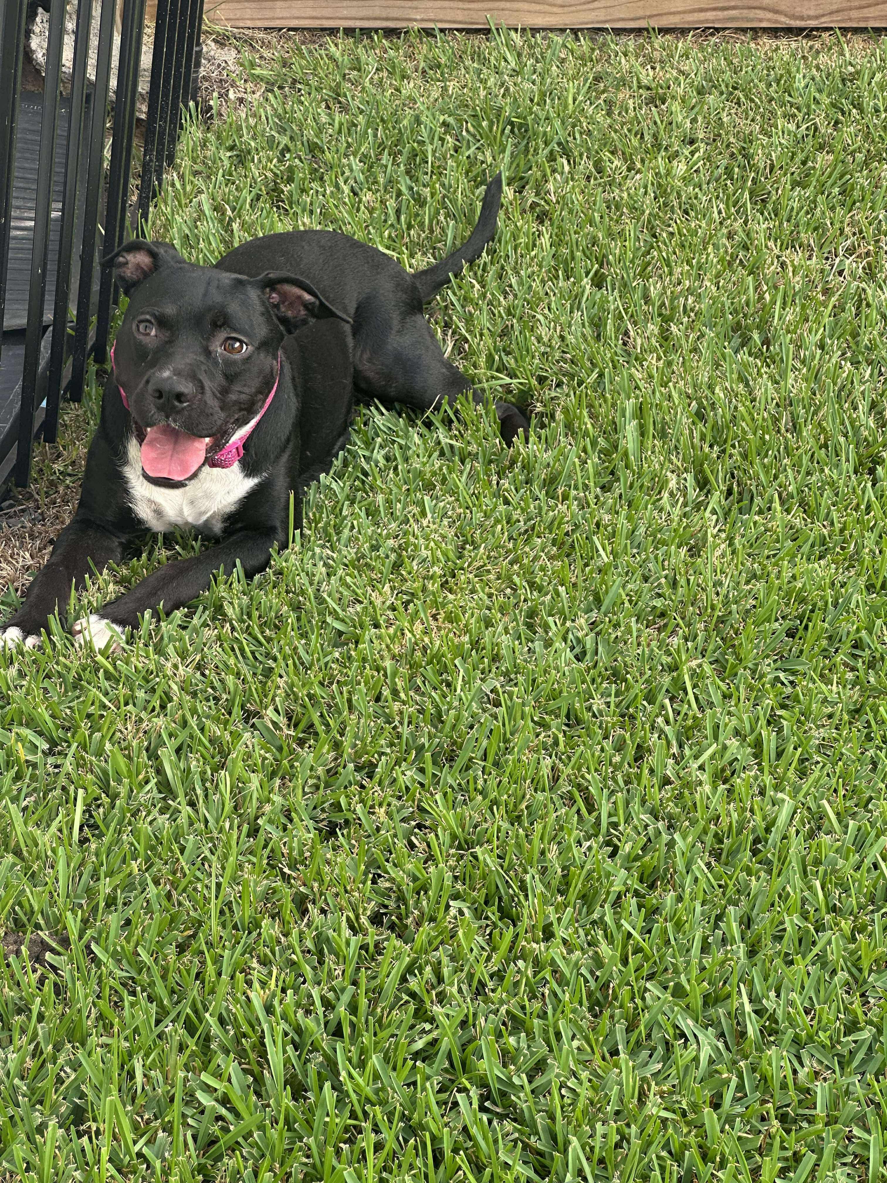 Rosie, an adopted mixed breed in Battle Creek, MI image 6/6