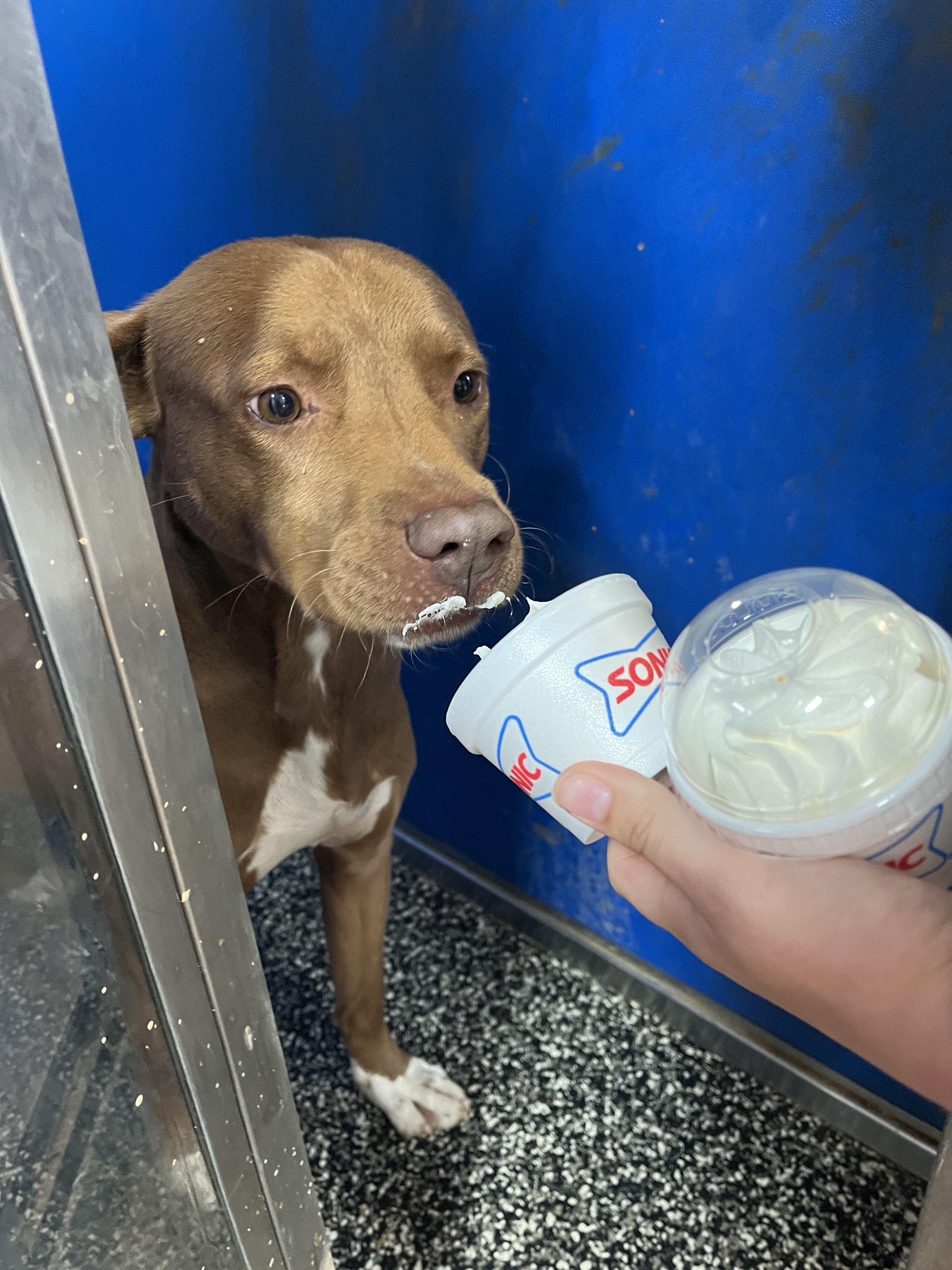 Goose, a Adoptable mixed breed in McKenzie, TN image 2/5