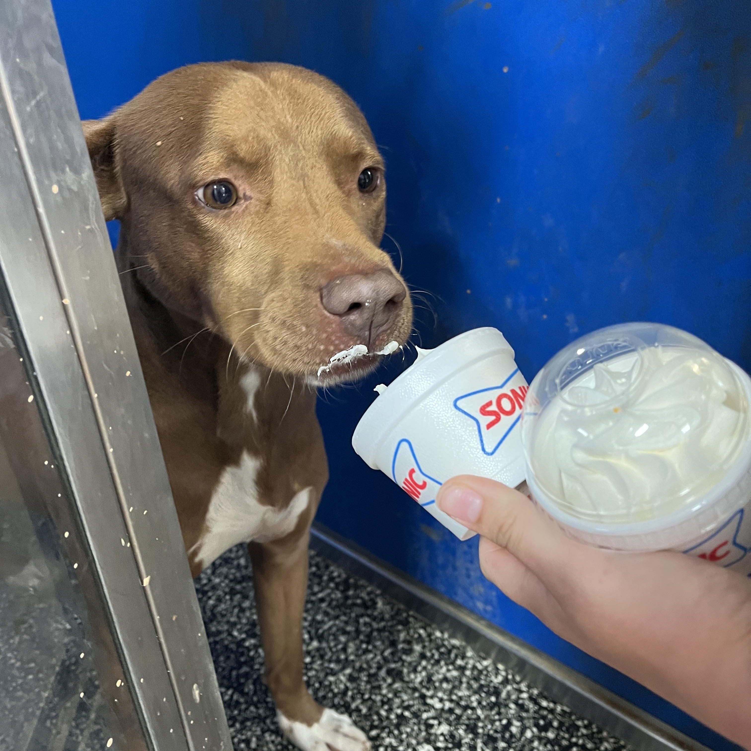 Enlarge Goose, a Adoptable mixed breed in McKenzie, TN image 2/3