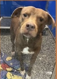 Goose, a Adoptable mixed breed in McKenzie, TN image 4/5