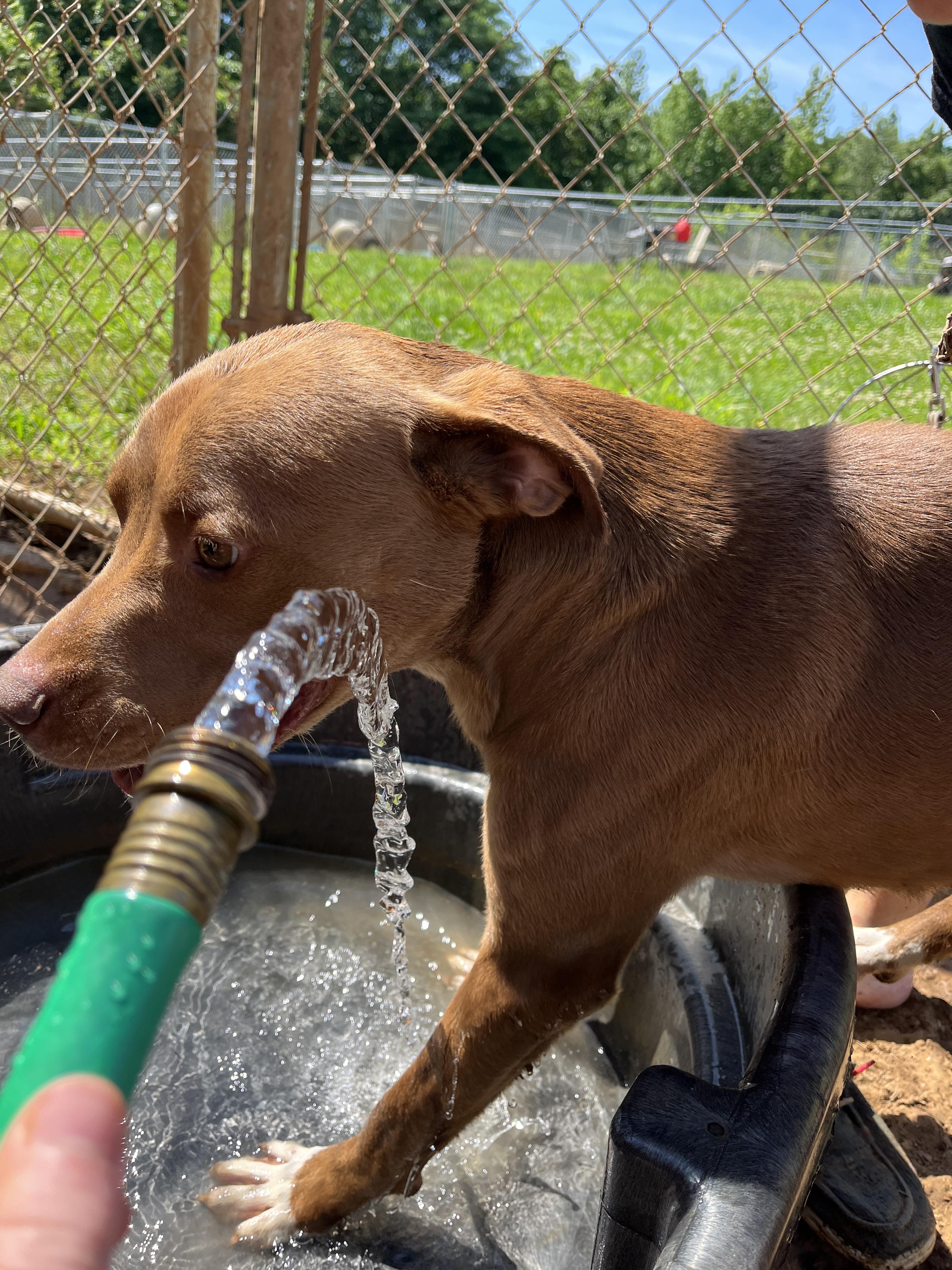 Goose, a Adoptable mixed breed in McKenzie, TN image 3/5