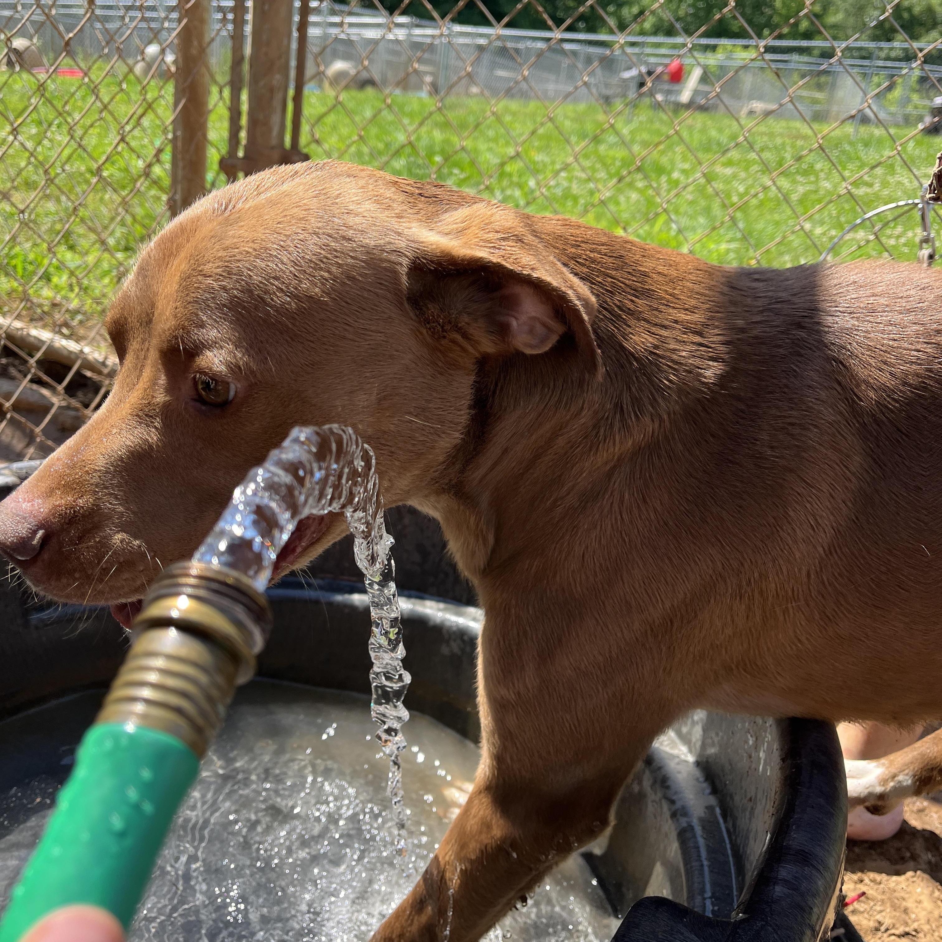 Enlarge Goose, a Adoptable mixed breed in McKenzie, TN image 3/3