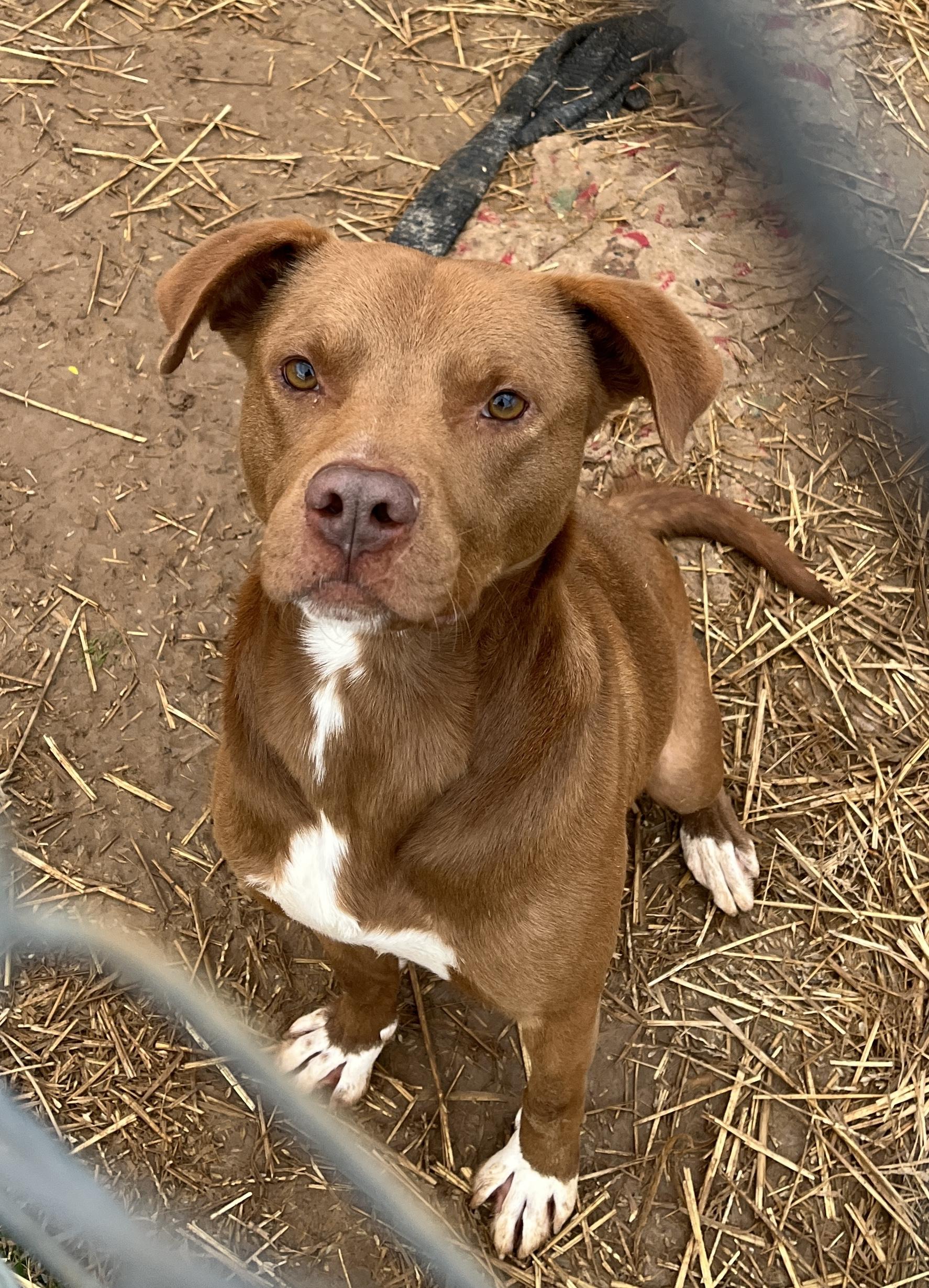 Goose, a Adoptable mixed breed in McKenzie, TN image 1/5