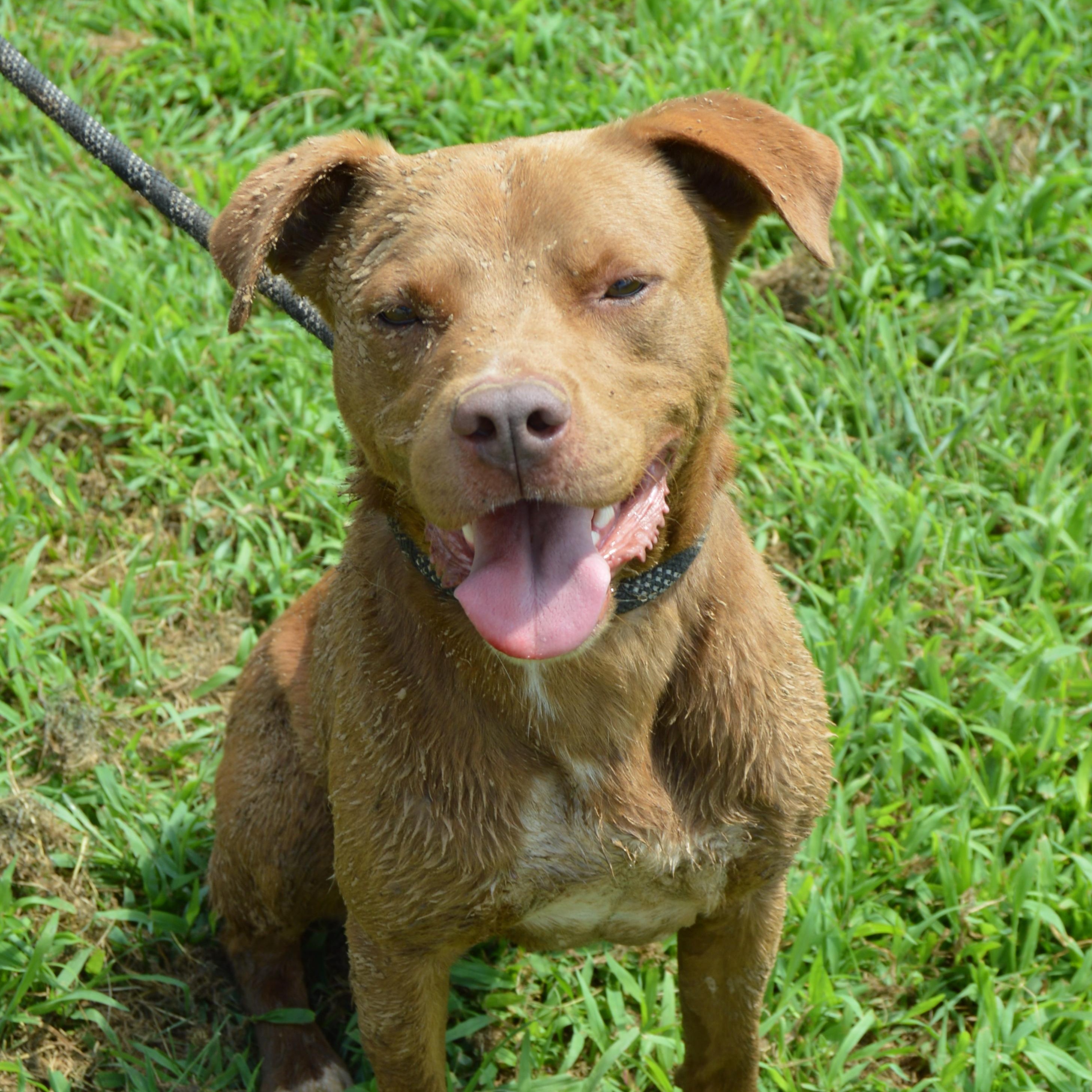 Enlarge Goose, a Adoptable mixed breed in McKenzie, TN image 1/4