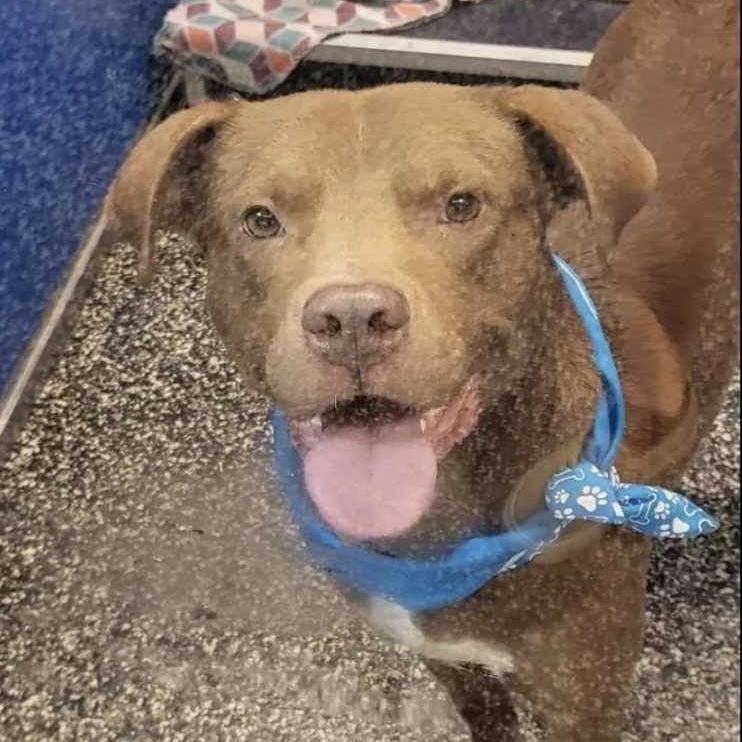 Goose, a Adoptable mixed breed in McKenzie, TN image 5/5